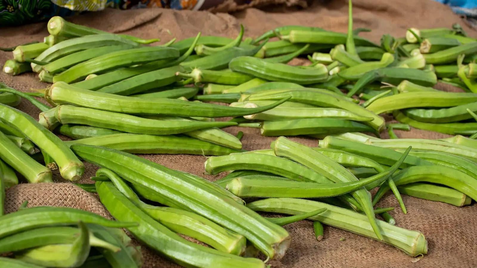 Gombo frais, surgelé ou en poudre : comment le choisir et le cuisiner