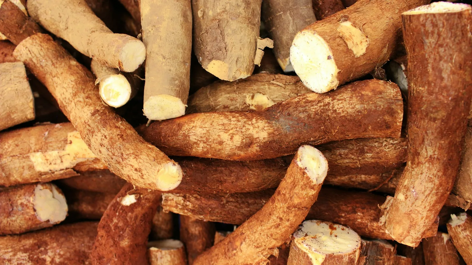 Le manioc en Belgique : où l'acheter frais et comment le cuisiner sans se tromper