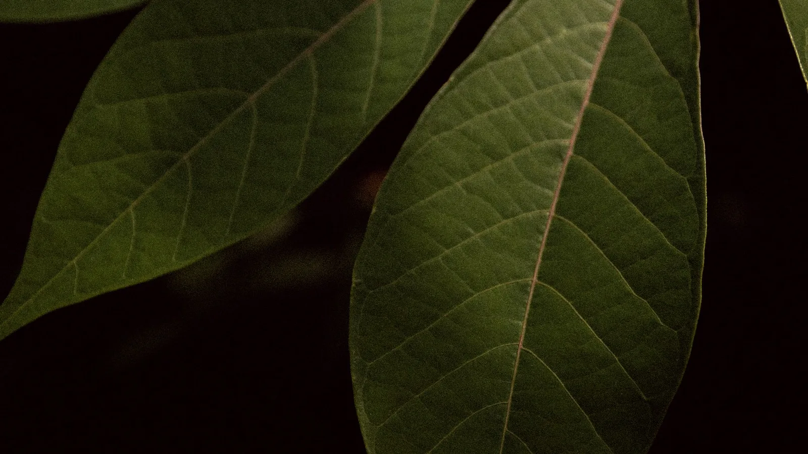 Pondu congolais — la recette traditionnelle des feuilles de manioc en sauce