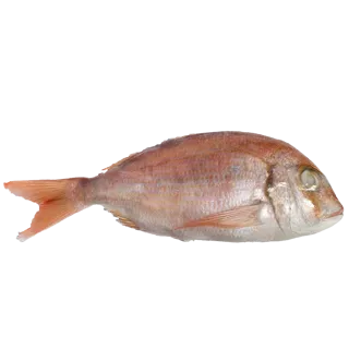 Perfit Dorade /KG