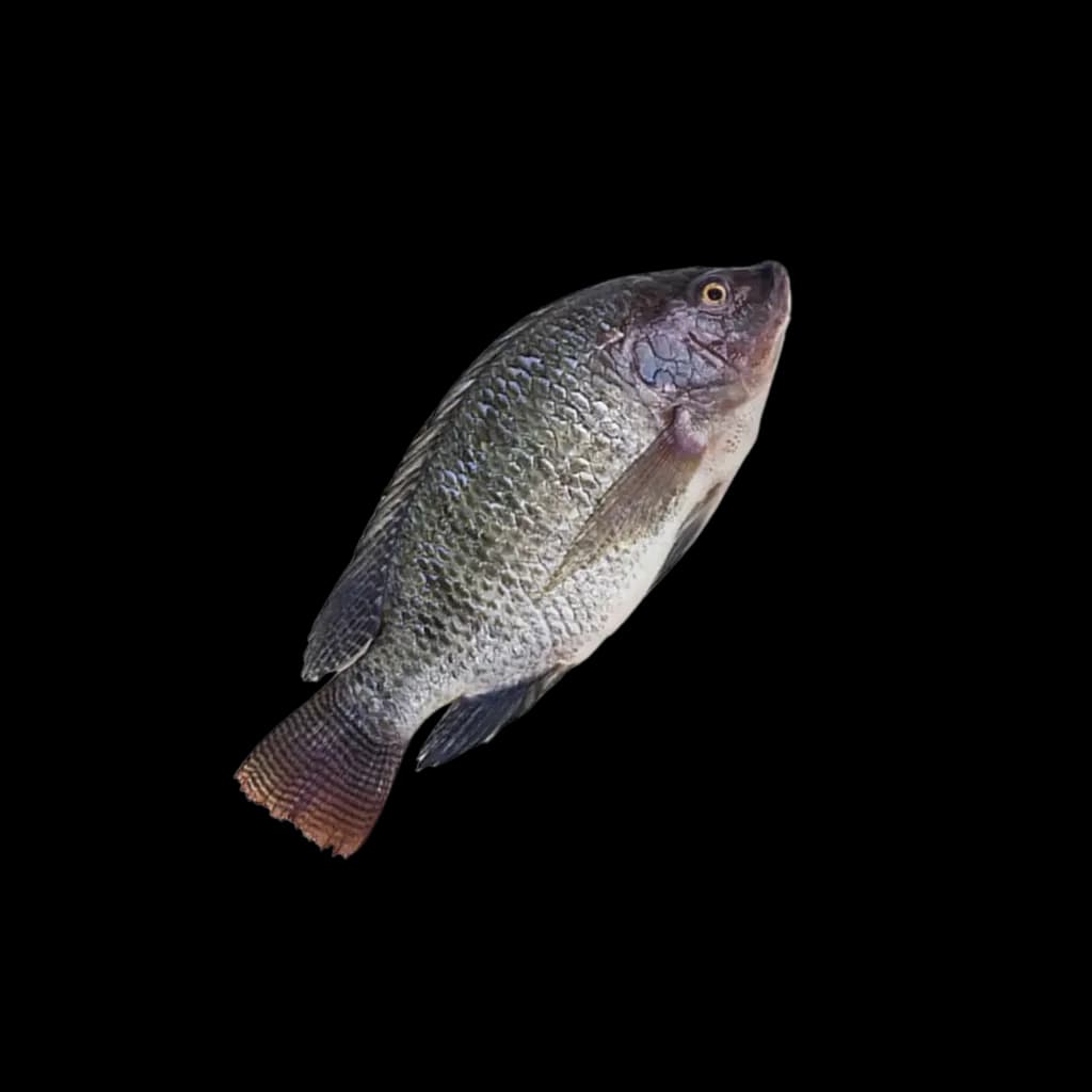 TILAPIA Zwart 800+