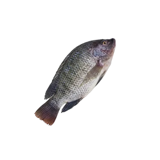 TILAPIA Zwart 800+