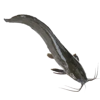 Perfit Catfish 500/800 4 KG