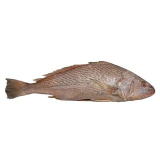 Perfit Croaker Steak 1 KG