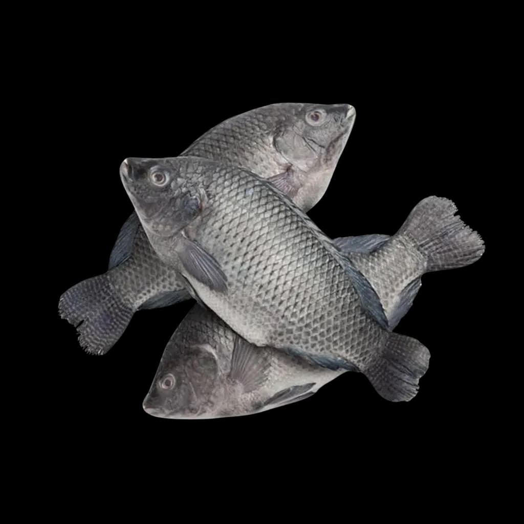 TILAPIA Zwart /KG