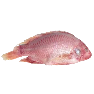Perfit TILAPIA Rood 700-900