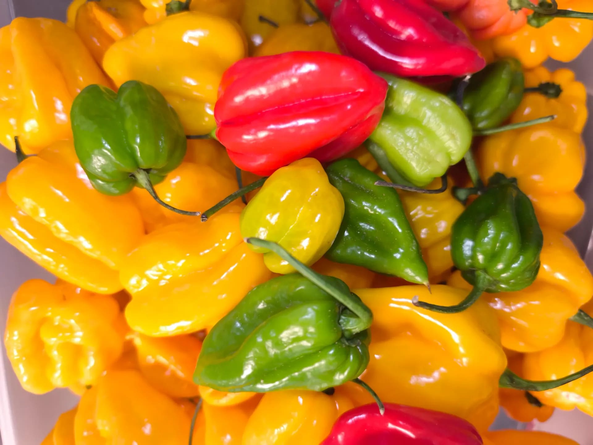 Chilipeper