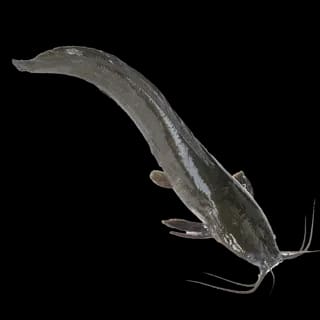 Perfit Catfish 500/800 4 KG