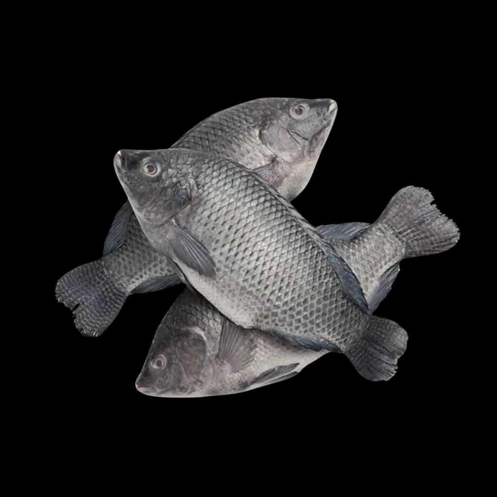 TILAPIA Zwart /KG