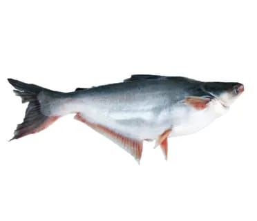 Carton MALANGWA Entier 4 KG