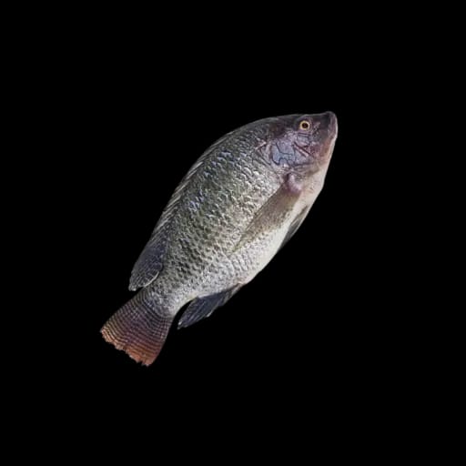 TILAPIA Noir 800+