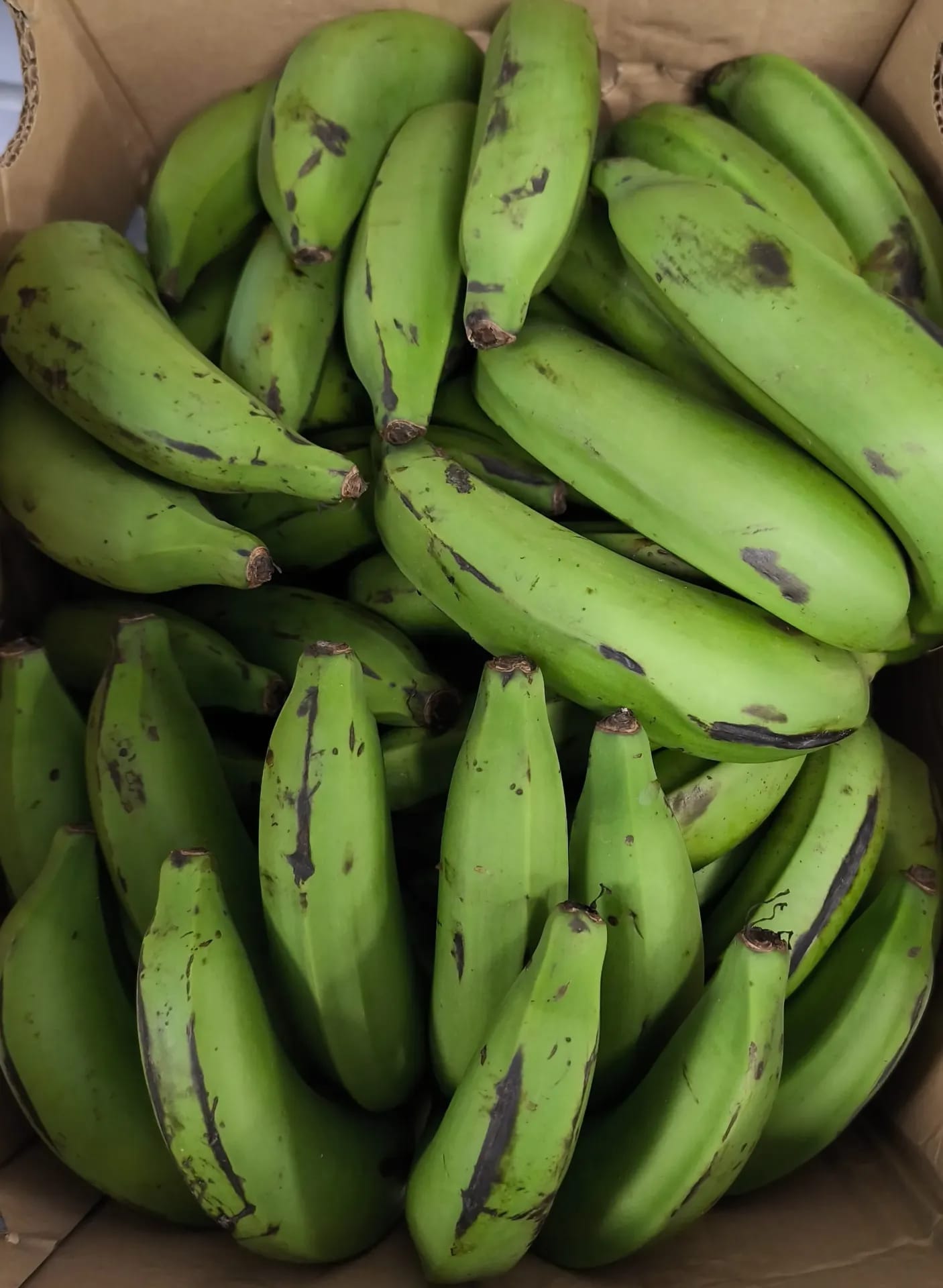 Bananes Matoke Ouganda