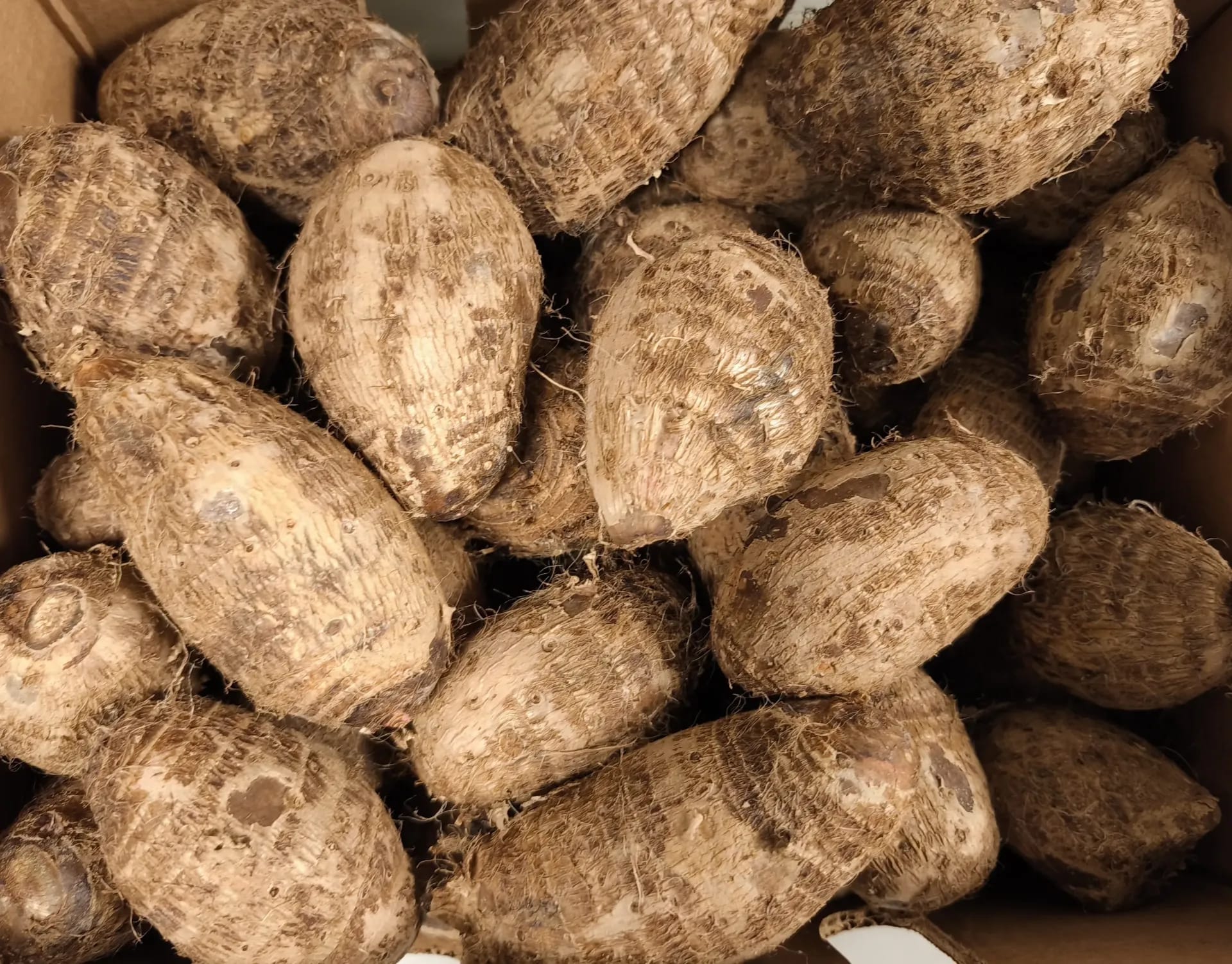 TARO /KG