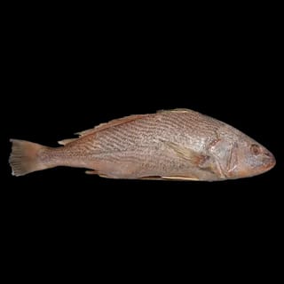 Perfit Croaker Steak 1 KG