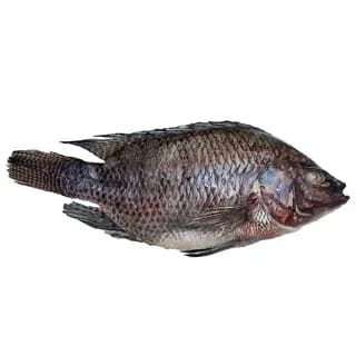 Perfit TILAPIA 800-1000 4 KG
