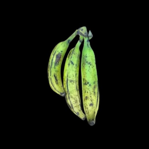 Banaan PLANTAIN Cm