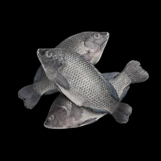 TILAPIA Noir /KG