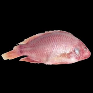 Perfit TILAPIA Rouge