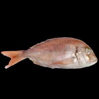 Perfit Beguso Dorade 400-600 /KG