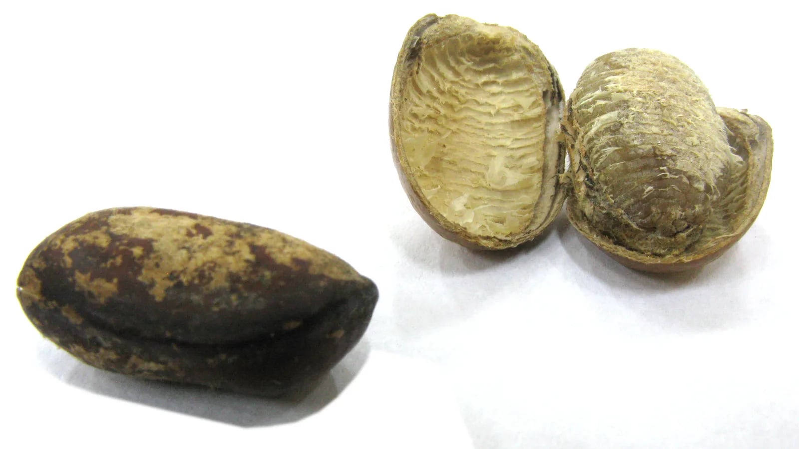 Graines réelles de Monodora myristica, dont une ouverte