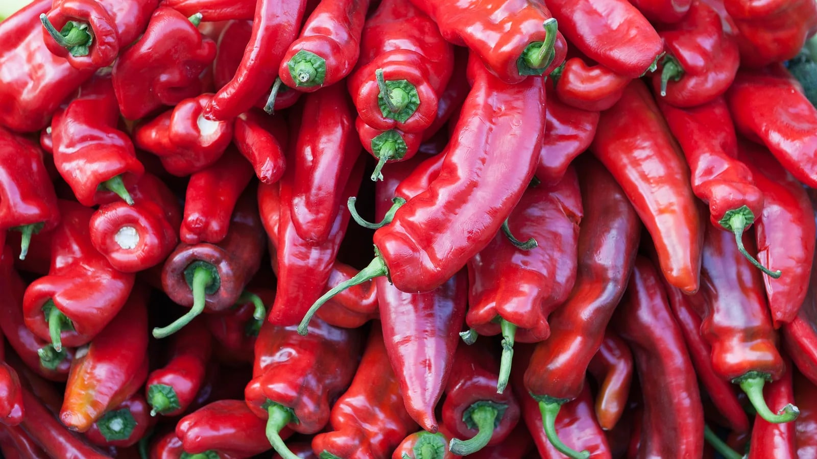 Piments rouges frais photographiés en gros plan