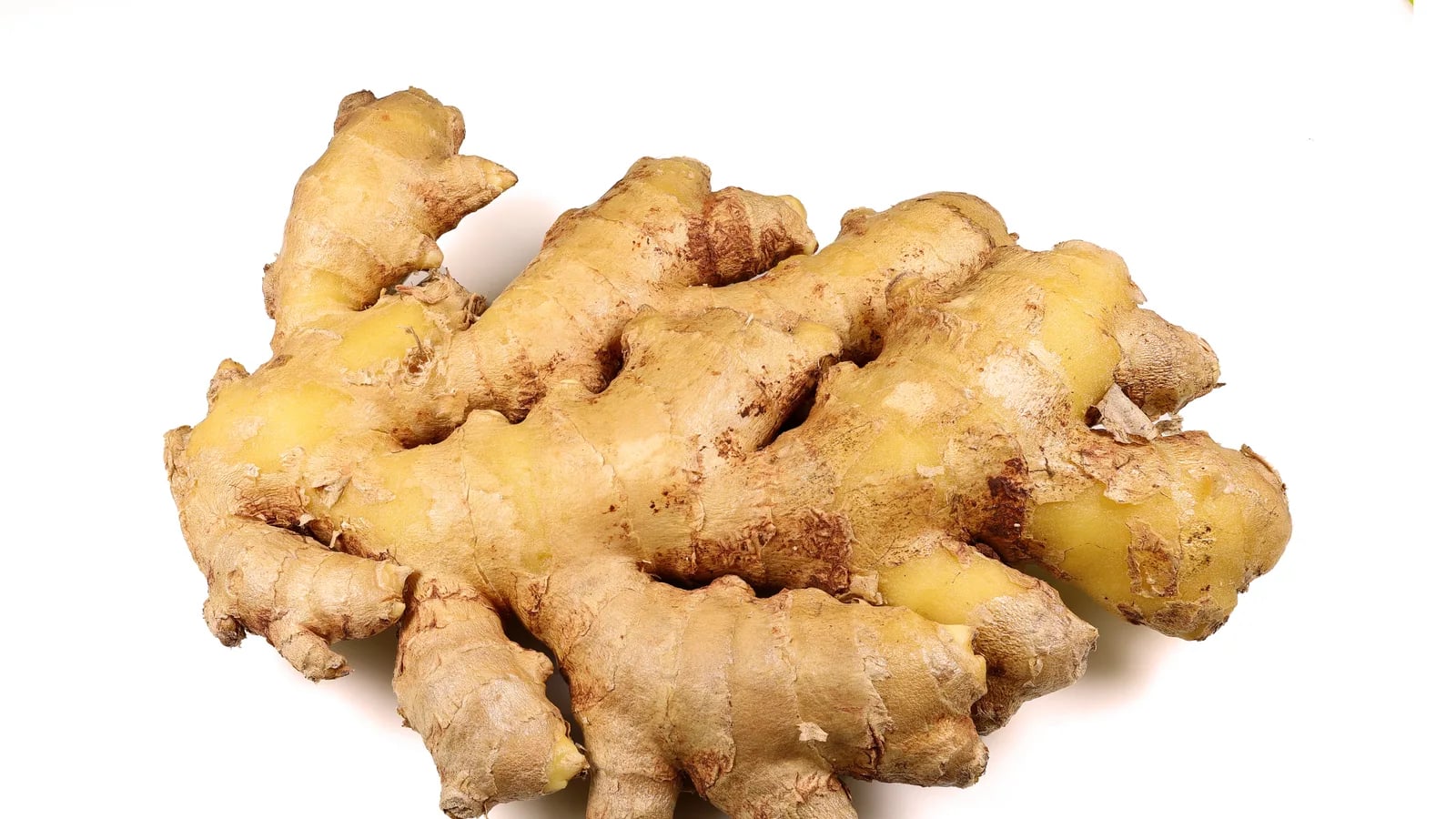 Rhizomes frais de gingembre photographiés sur fond neutre