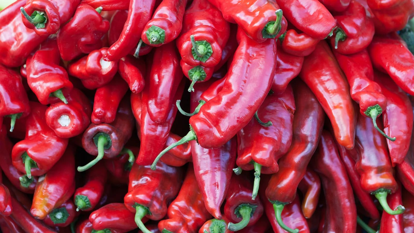 Piments rouges frais photographiés en gros plan